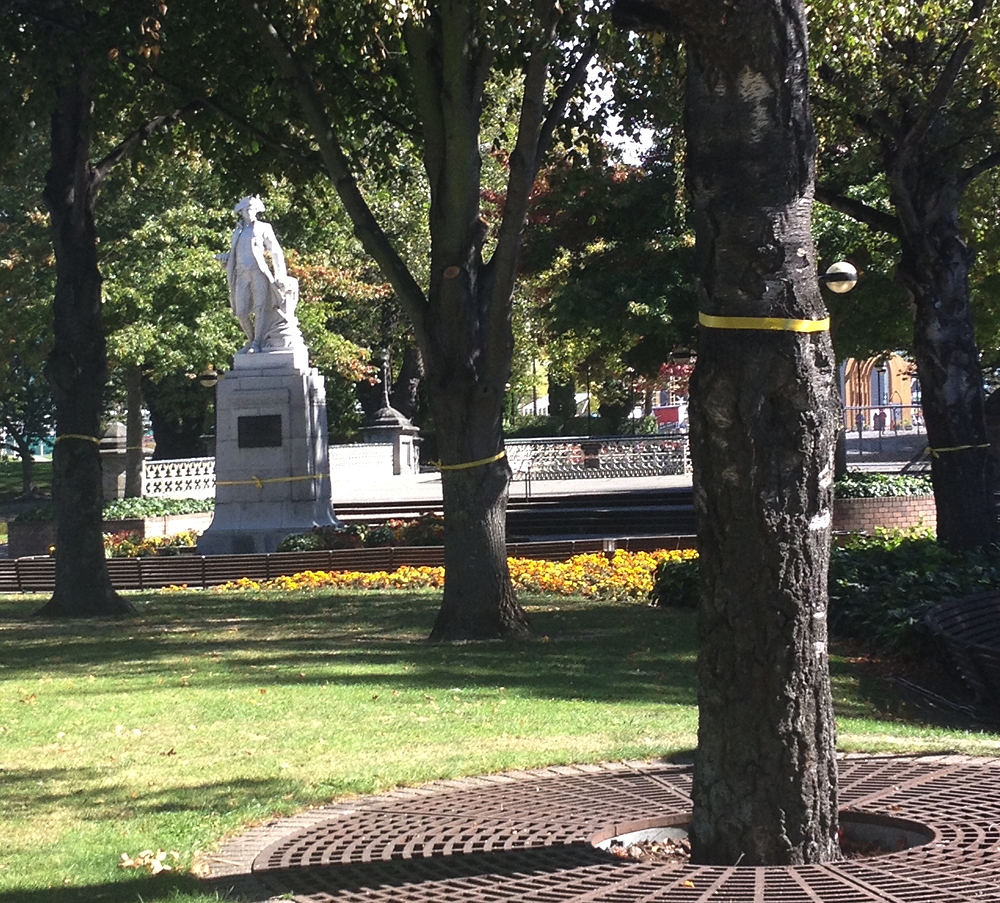 Cook Statue and Trees with Yellow Ribbons