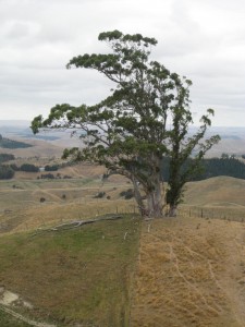 The Admiralty Trees looking south (Image Denis Pilkington)